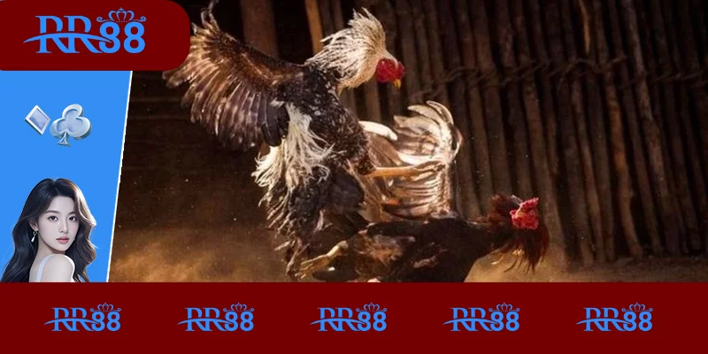 Đá Gà Thomo – Bí Quyết Trực Tiếp Hấp Dẫn Tại RR88