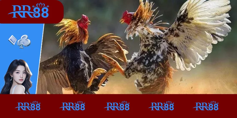 Tổng quan về đá gà Thomo Tổng quan về đá gà Thomo